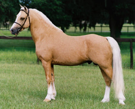 Palomino