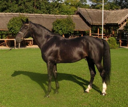 Furioso